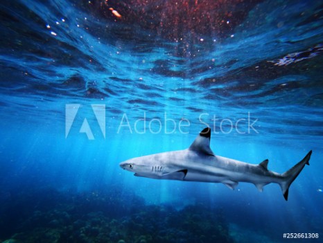 Picture of Blacktip reef shark swiming in deep blue sea with light rays underwater